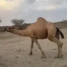 بعير للبيع