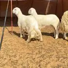 طليان مشاريع فحول