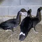 بط مصري