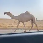 ضريبه شقحا كفو