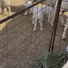 للبيع حريات غنم
