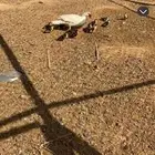 بط بلدي فاخر نظيف انتاج