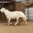 3 رخال جذعات صنف الصنف حصيب بتولد
