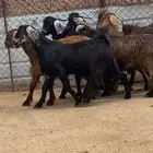 5 تيوس وعناق جبرات كفو كفو