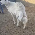 فحل صنف