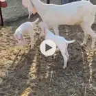 عنز هولنديه صنف الصنف