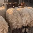 ذبايح للبيع