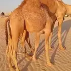 قعود اصفر بري فل الفل ضغط عالي