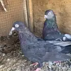 جوز قلابي شرط
