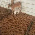 ماعز هجين