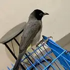 بلبل سوري تربيه وصل السوم 490