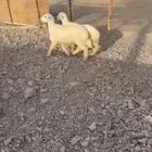 طليان ذبايح