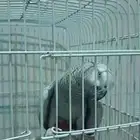 ثلاث بغبغوات كاسكو اليفه ومتكلمه للبيع