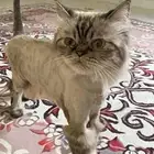 بسه انثى ل التبني عمرها سنتين ماخذها تطعيماتها
