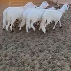 5 سواكن مرابي طيبة جدا بحريملاء