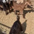 معزا بعيالها