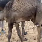 لباني ابو 6 شهور فل شحم