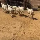 غنم حريات البيع العدد 9 فيهن اثنين شق اسن من سدس وفوق طيبات