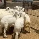تم البيع