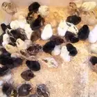 صيصان