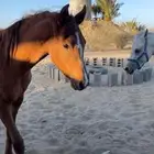 نوع مهر صنف صنف كفوو