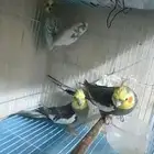 زوج طيور كروان