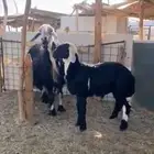 للبيع متبع نجديه