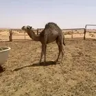 للبيع قعدان