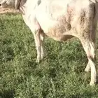 المزاحميه الغطغط