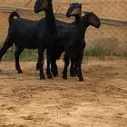 2 معزا دغس صمع هجين ( تم البيع )