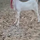 جفره مطوره برصا