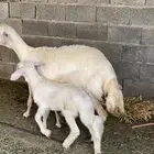 نعجه صفرا