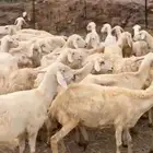 42 ضان تحتها 5