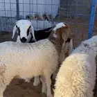 للبيع ثلاث رخال