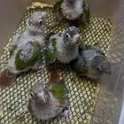 فروخ كنيور غر