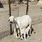 شاه صنف تحتها 2 رخال جبره مشالله تم البيع