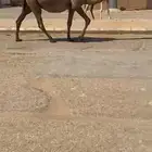 للبيع القحه الصفر الملاقي