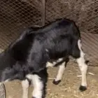للبيع طلي سمين مشروط صحه ونظافه ومن جميع من عذاريب الغنم