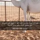 لقحه وضحاء بكر