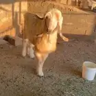 فحول معزاء واحد رباع واحد تام