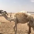 الدوادمي