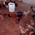 دجاج
