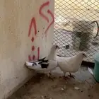 حمام