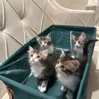 للتبني مع امهم