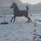 فرس شعبيه شيخه مشاءالله