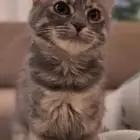 قطه للتبني