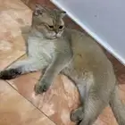 قطوة
