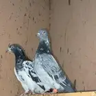 حمام باكستاني