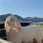 فحل اصفر مشروط لا ينطح ويظرب السن رباع