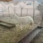 شاه للبيع سنها سديس الي يبي يقنى وحايل